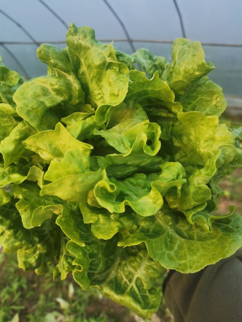 生菜，大利生菜，散叶生菜，百亩种植基地！支持各种包装！