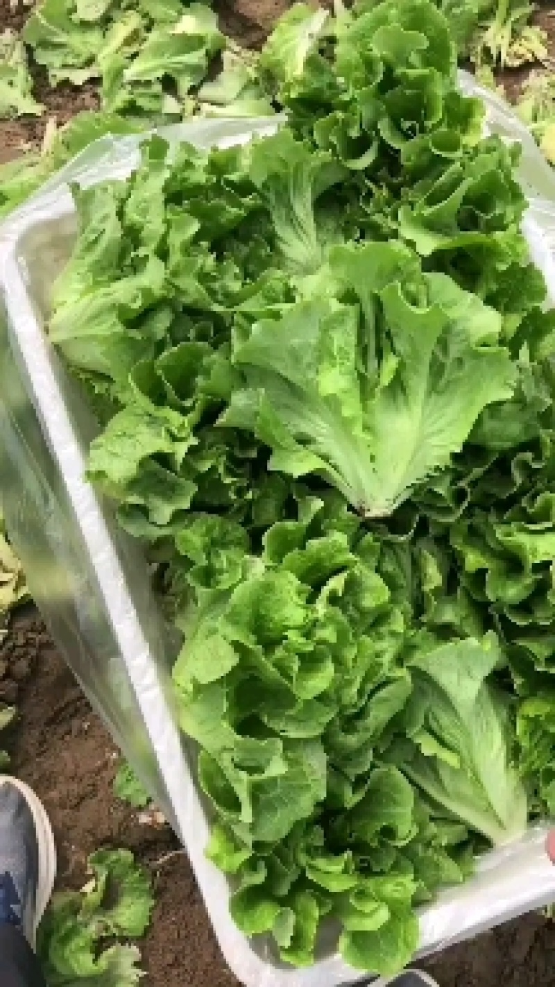 生菜，大利生菜，散叶生菜，百亩种植基地！支持各种包装！