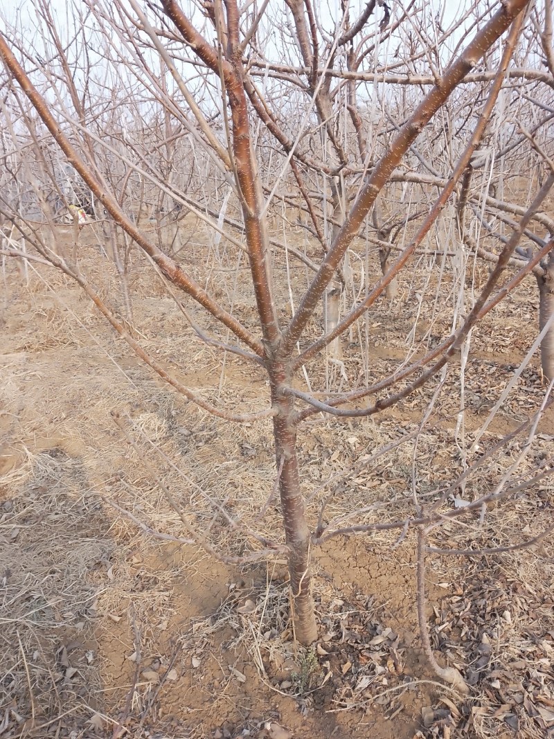 美早樱桃苗