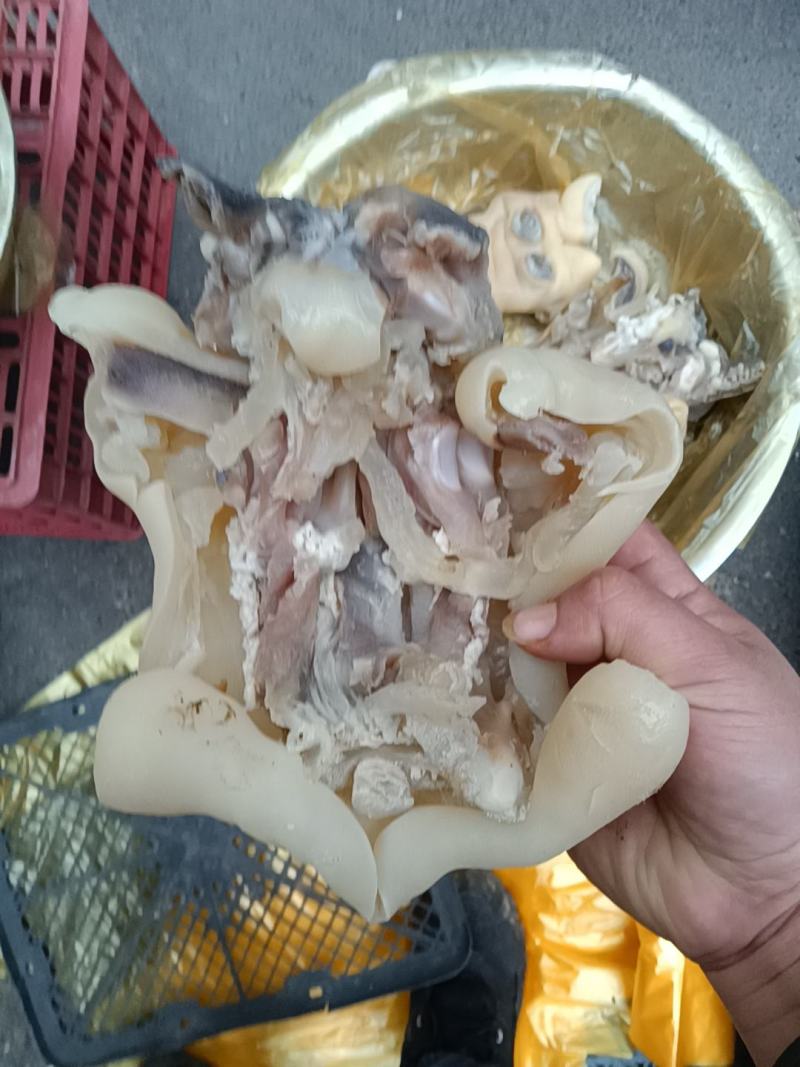 大块颜色纯正好吃的剔骨肉纯干去骨黄牛蹄