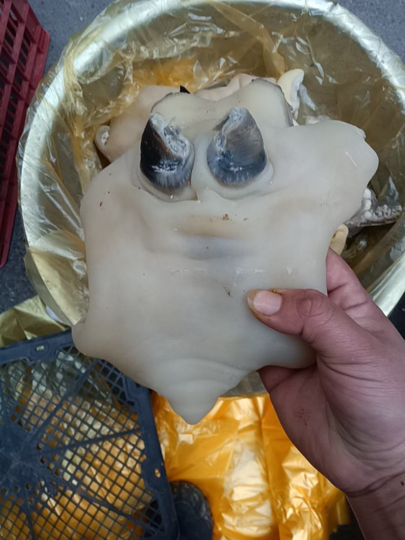 大块颜色纯正好吃的剔骨肉纯干去骨黄牛蹄