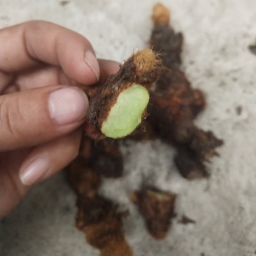 骨碎补鲜货，五十斤起不包邮，不脱掉毛
