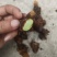 骨碎补鲜货，五十斤起不包邮，不脱掉毛