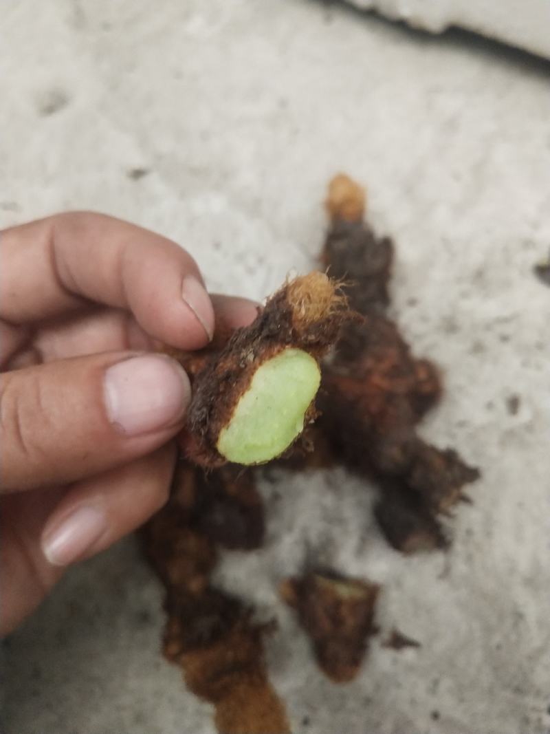 骨碎补鲜货，五十斤起不包邮，不脱掉毛