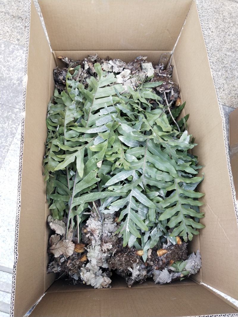 骨碎补鲜货，五十斤起不包邮，不脱掉毛