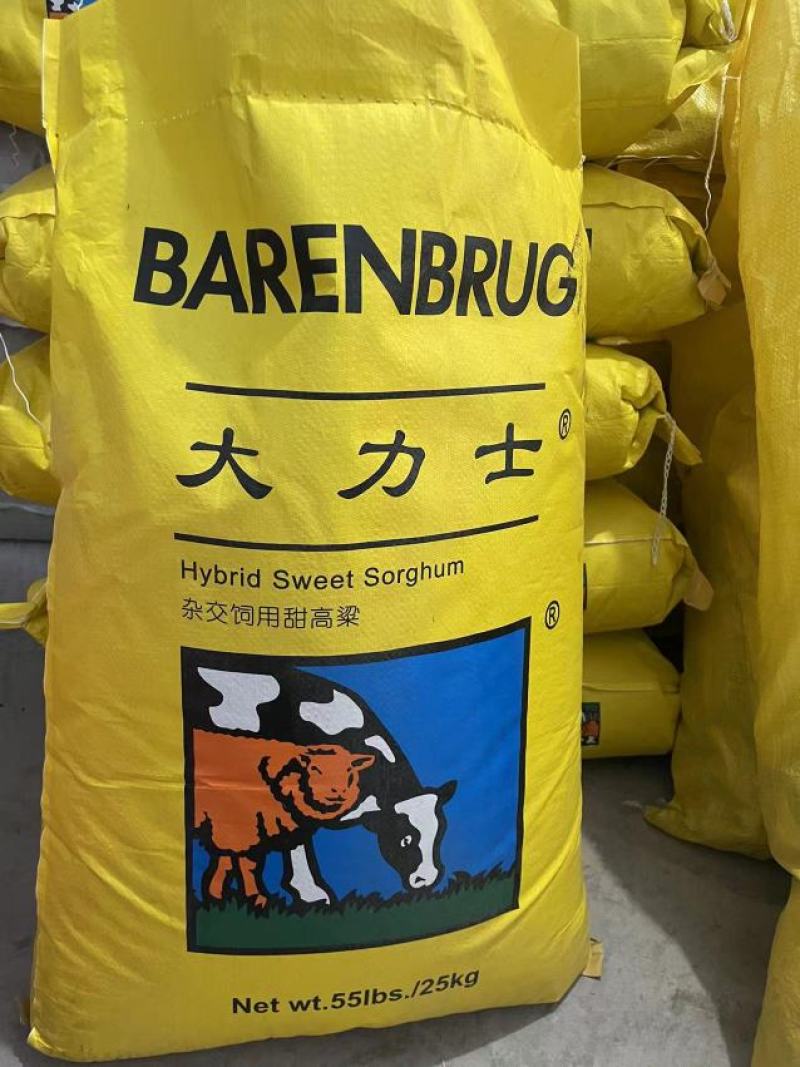 高产甜高粱牧草种子，亩用量4斤，产量高，好种植