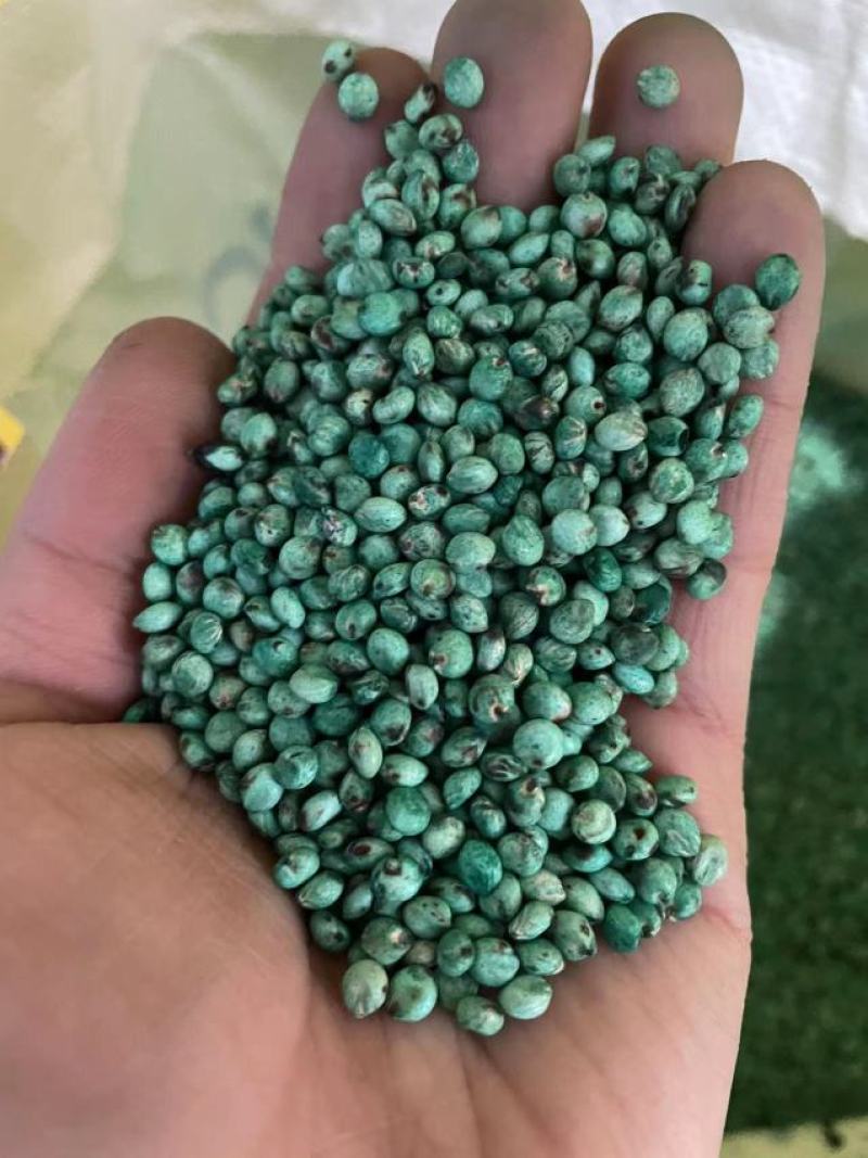 高产甜高粱牧草种子，亩用量4斤，产量高，好种植