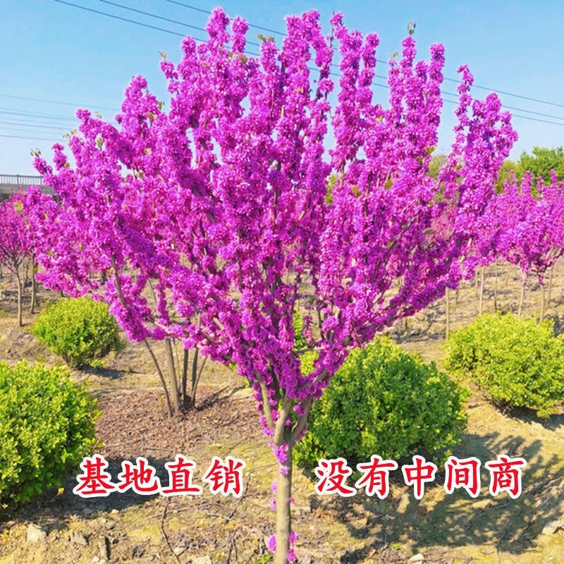 紫荆丛生紫荆紫荆苗紫荆树苗紫荆独杆苗紫荆丛生苗庭院绿化