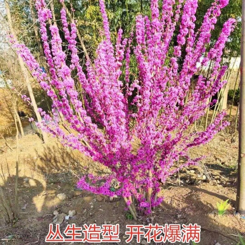 紫荆丛生紫荆紫荆苗紫荆树苗紫荆独杆苗紫荆丛生苗庭院绿化