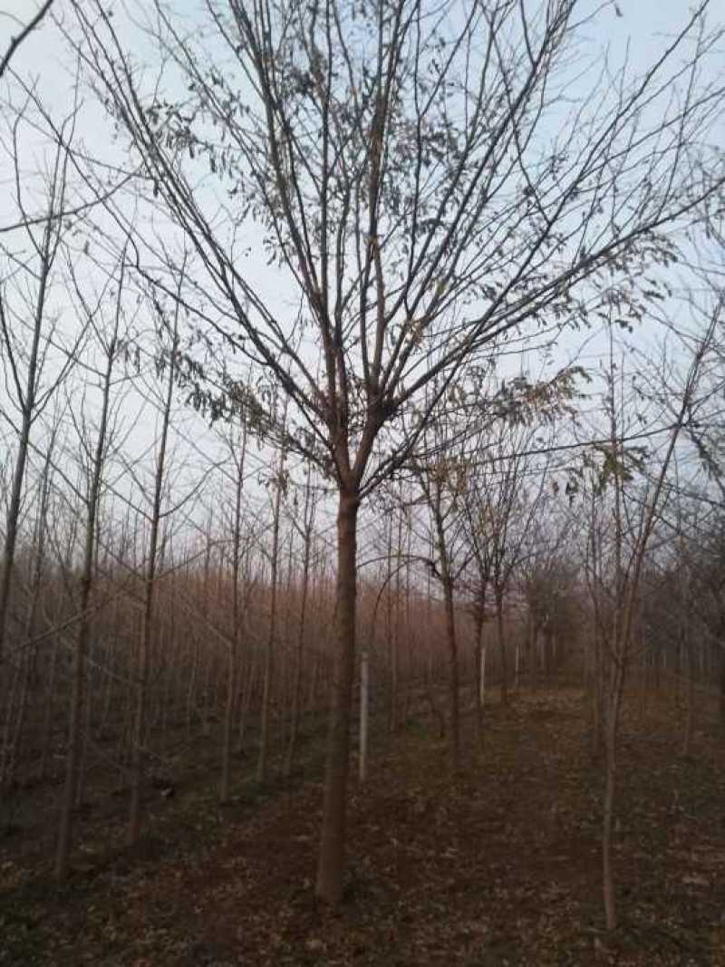 皂角树