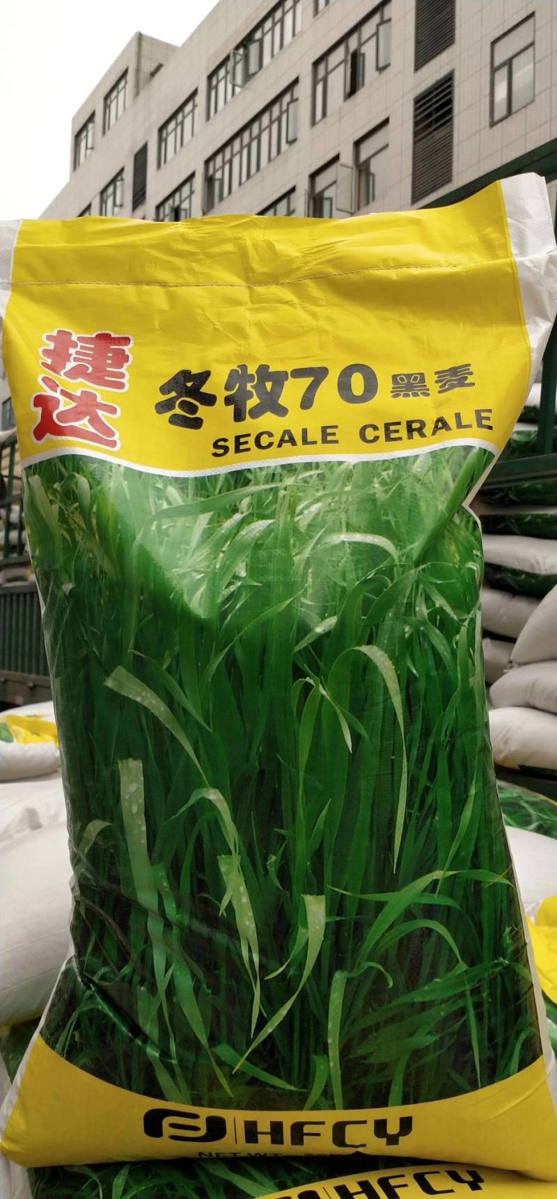 冬牧70黑麦草，冬季牧草种子，北方抗寒品种