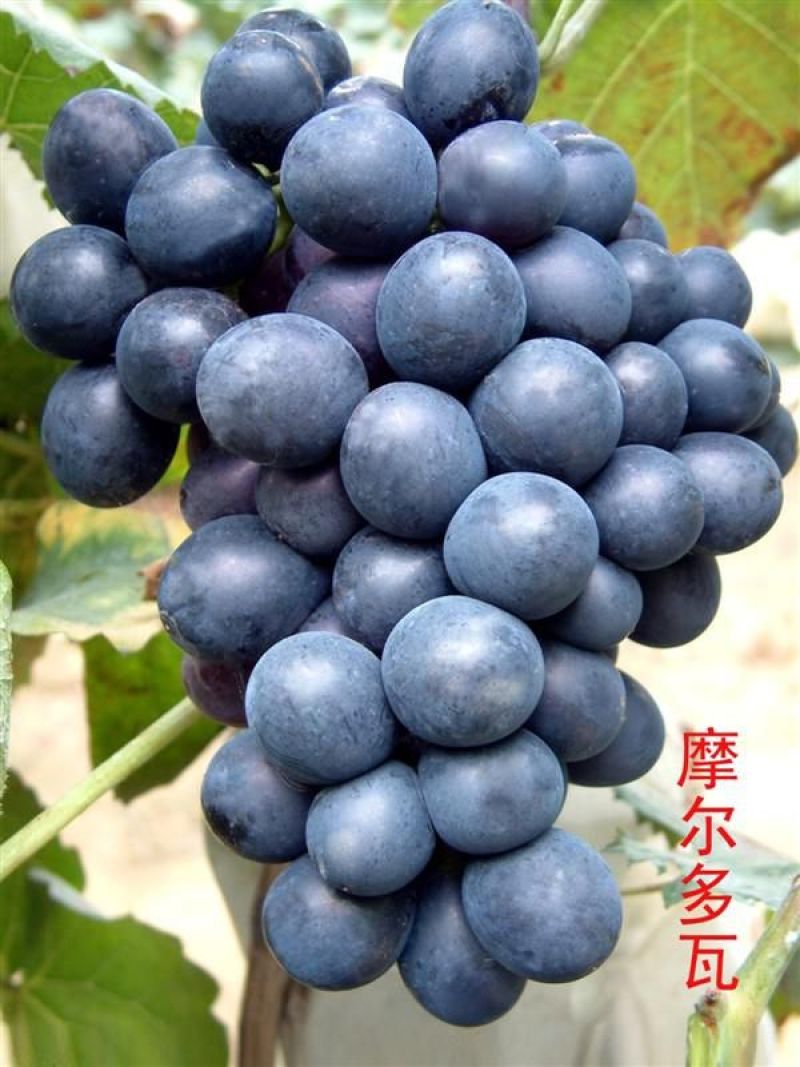 摩尔多瓦葡萄苗抗霜霉病不用药葡萄品种基地发货
