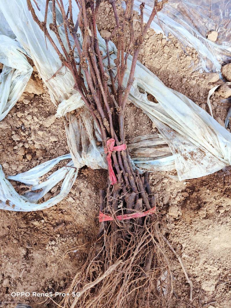 摩尔多瓦葡萄苗抗霜霉病不用药葡萄品种基地发货