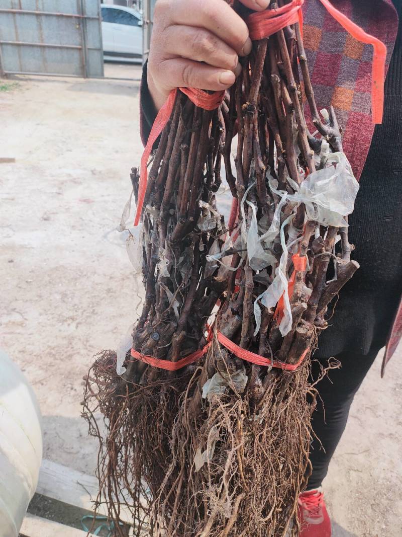摩尔多瓦葡萄苗抗霜霉病不用药葡萄品种基地发货