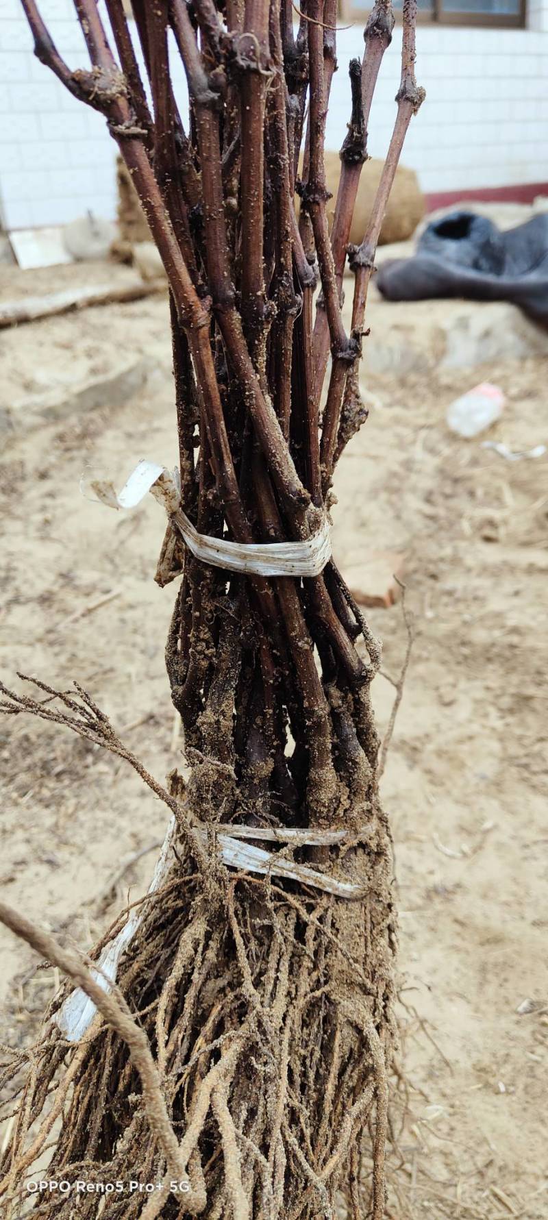 摩尔多瓦葡萄苗抗霜霉病不用药葡萄品种基地发货