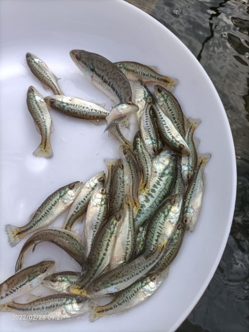 加洲鲈鱼苗鲈鱼苗优质鱼苗一手货源，场地直供支持全国