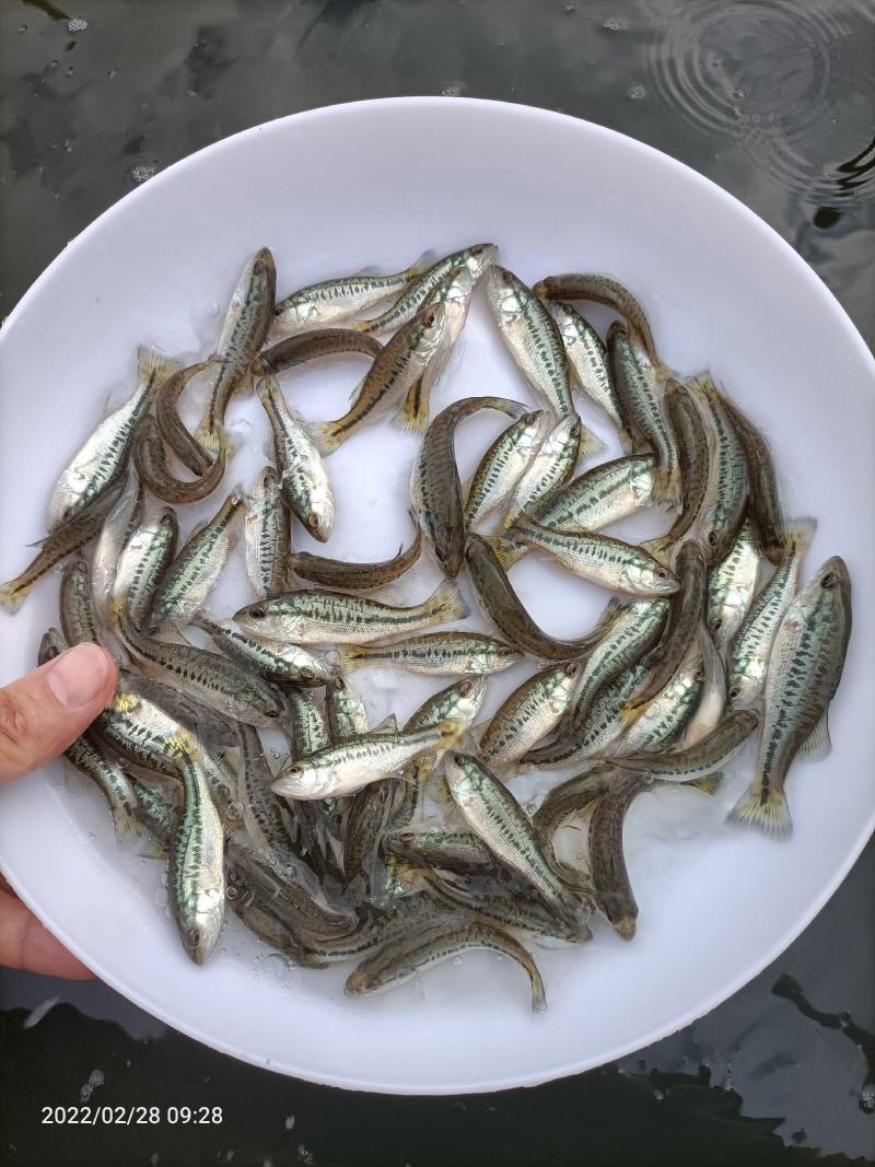 加洲鲈鱼苗鲈鱼苗优质鱼苗一手货源，场地直供支持全国