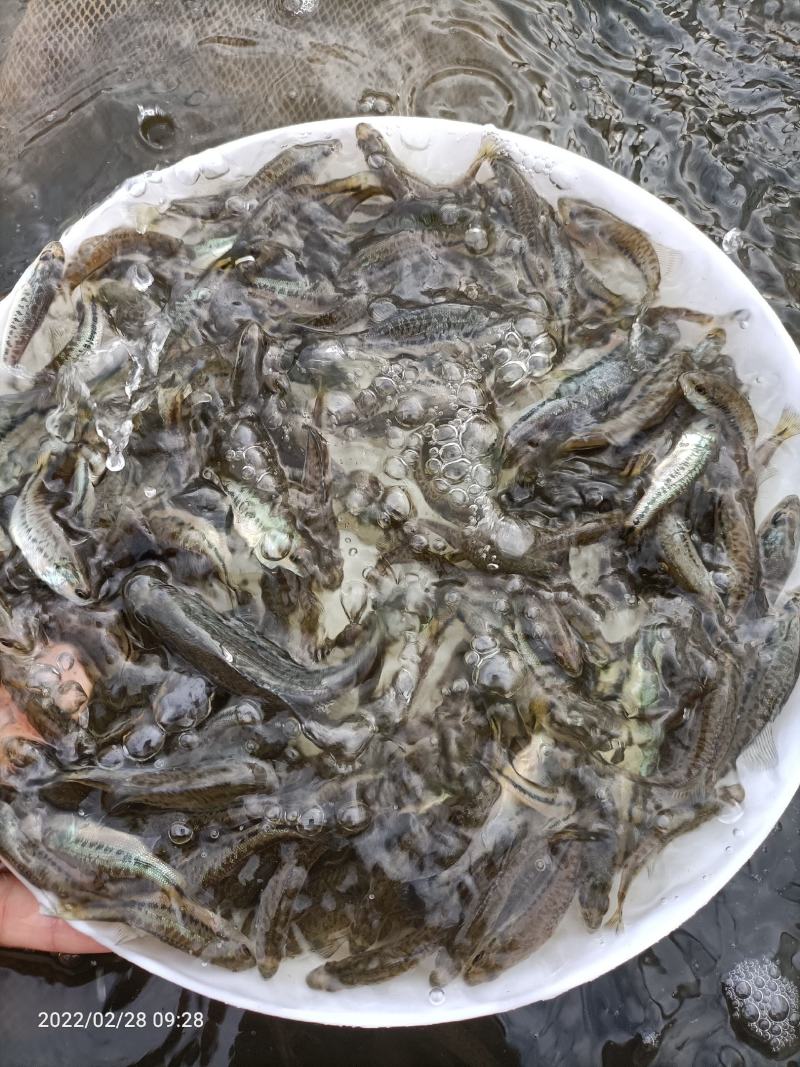 加洲鲈鱼苗鲈鱼苗优质鱼苗一手货源，场地直供支持全国