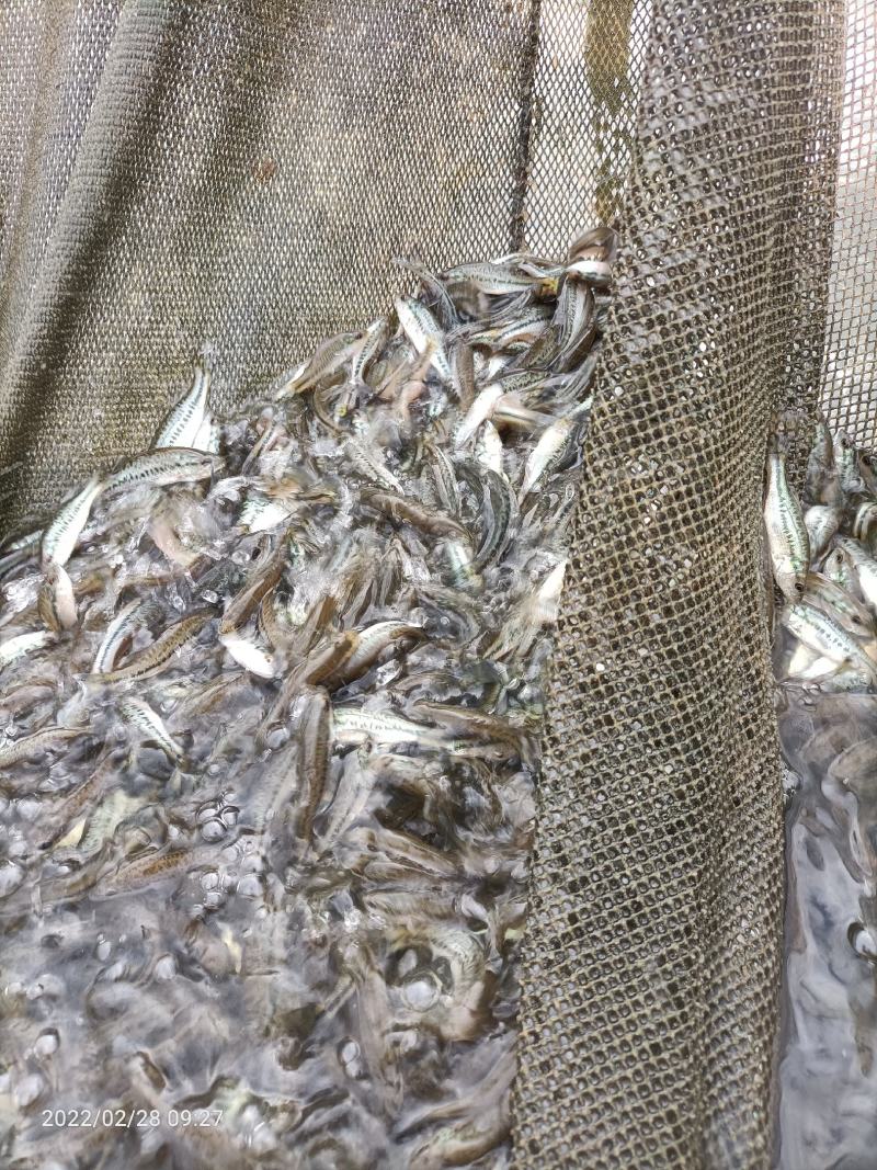 加洲鲈鱼苗鲈鱼苗优质鱼苗一手货源，场地直供支持全国