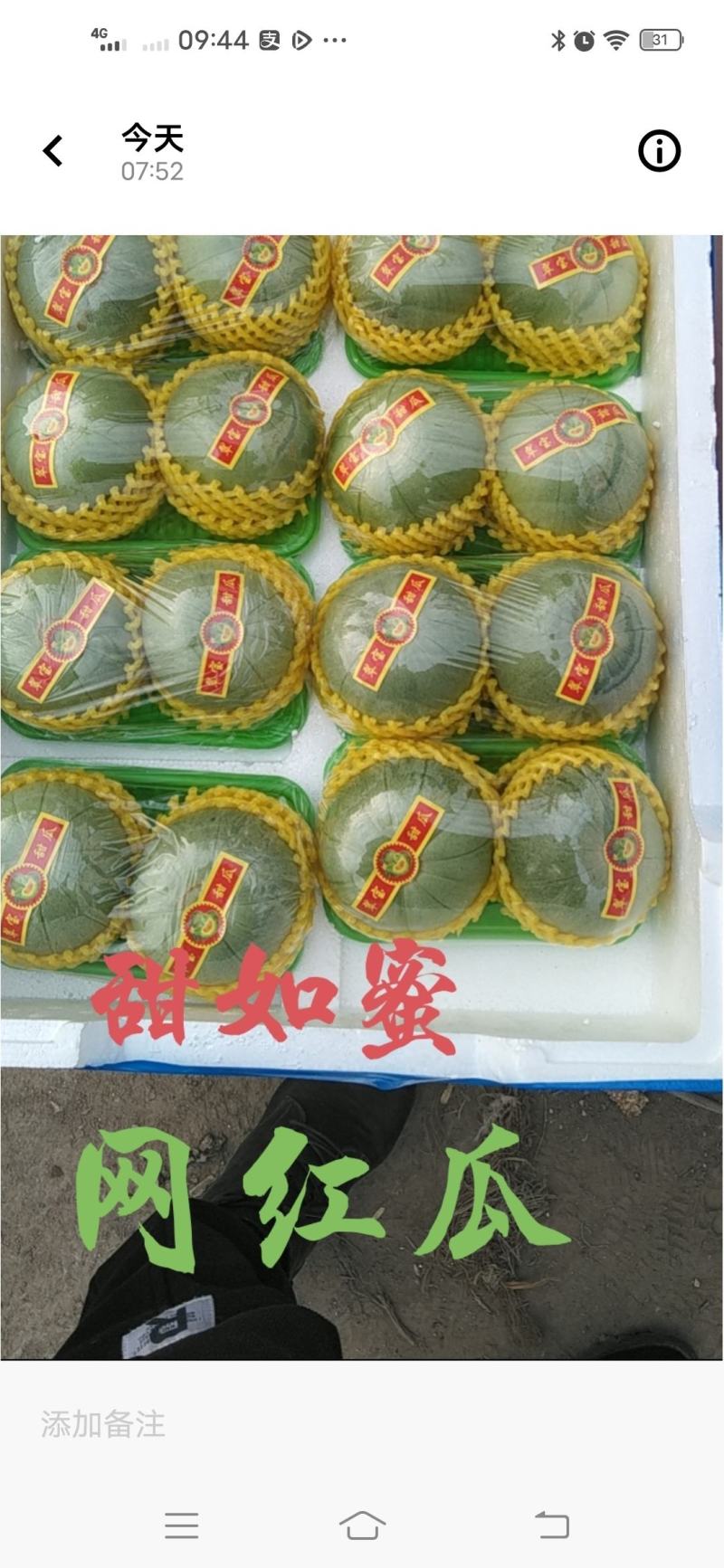 山东绿宝甜瓜大量上市中产地直供果鲜脆甜全国发货