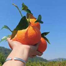云南高山沃柑，对接各大市场货和电商平台