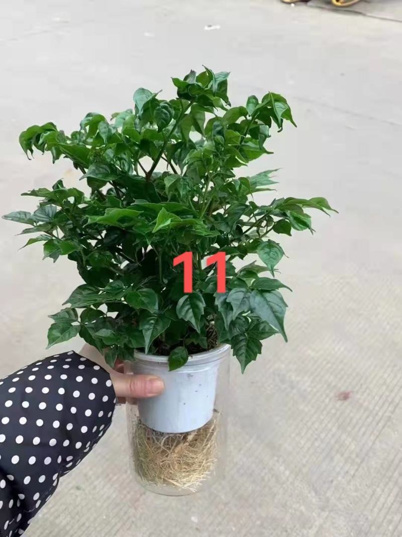 美酒白掌美酒盆栽基地直销