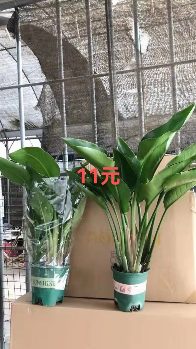 美酒白掌美酒盆栽基地直销