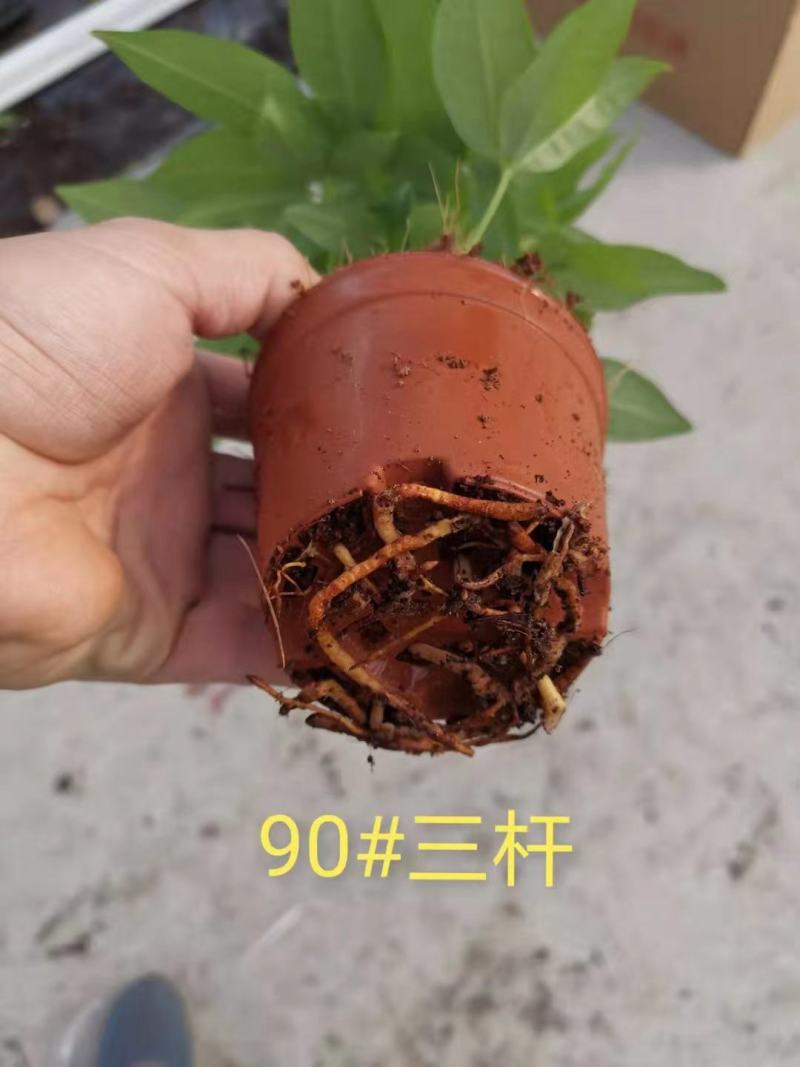 美酒白掌美酒盆栽基地直销