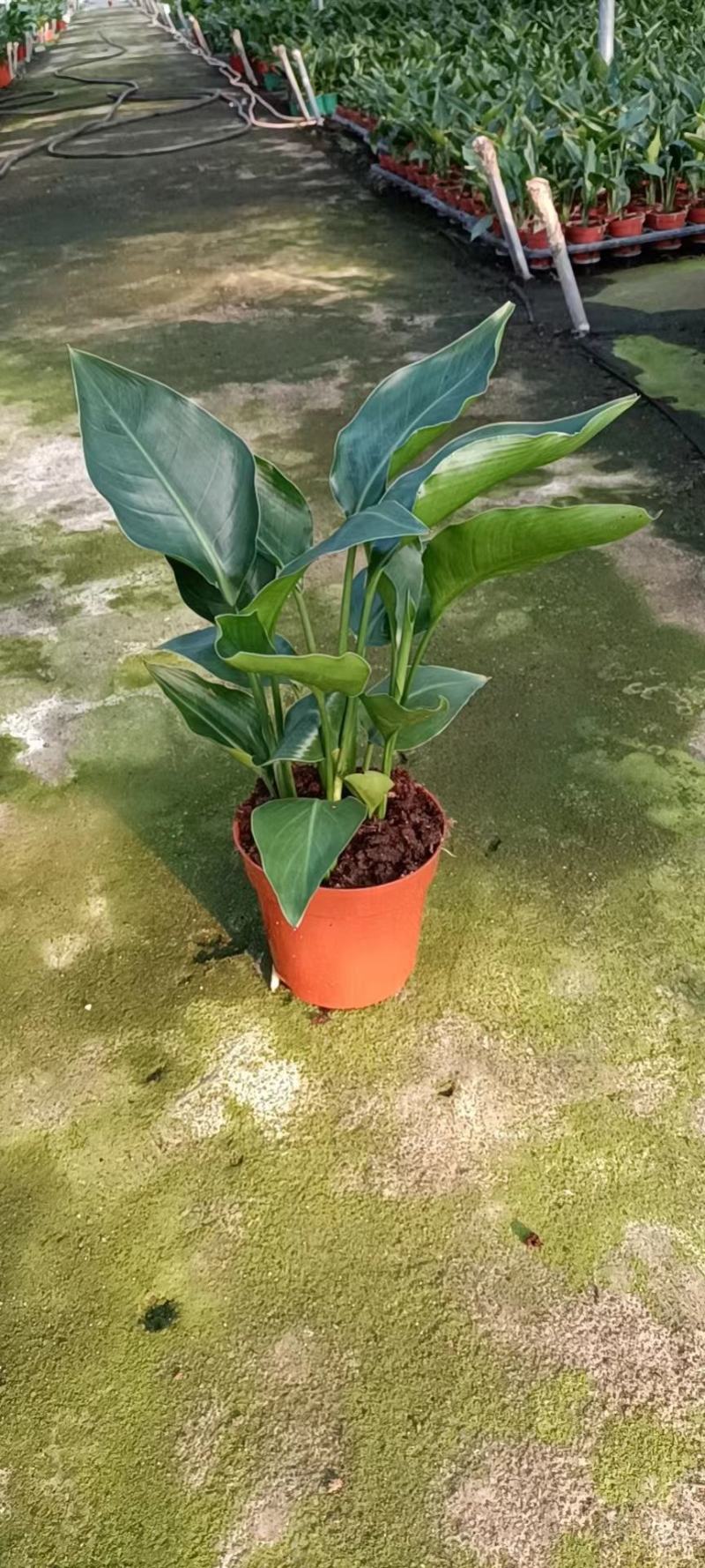 110规格老桩鸭脚木盆栽提根基地直发