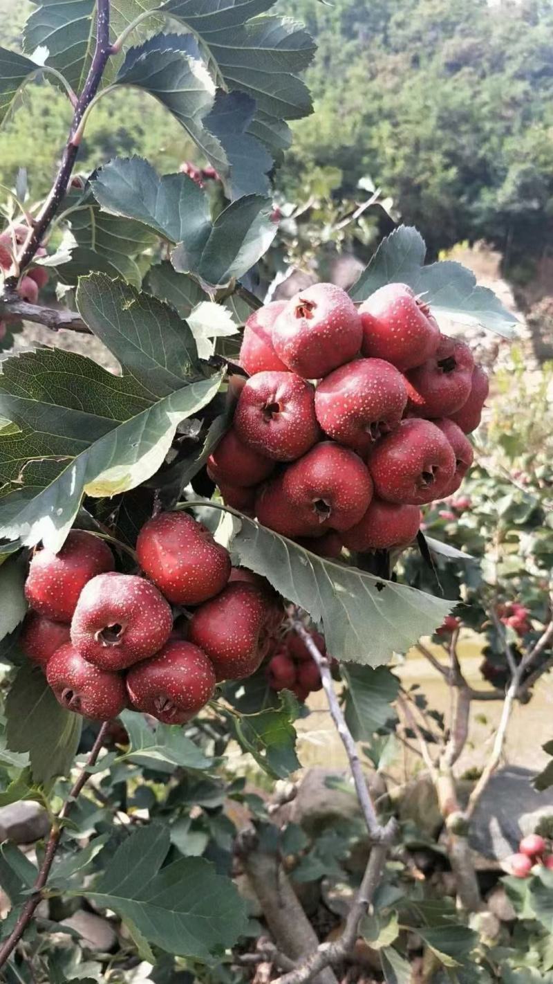 山楂树苗