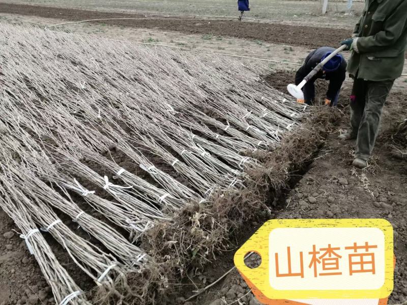 山楂树苗