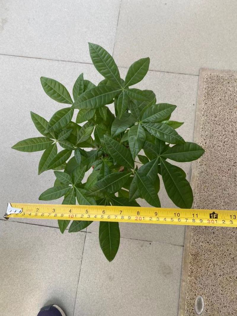 发财树单杆三杆六福辫子基地直发