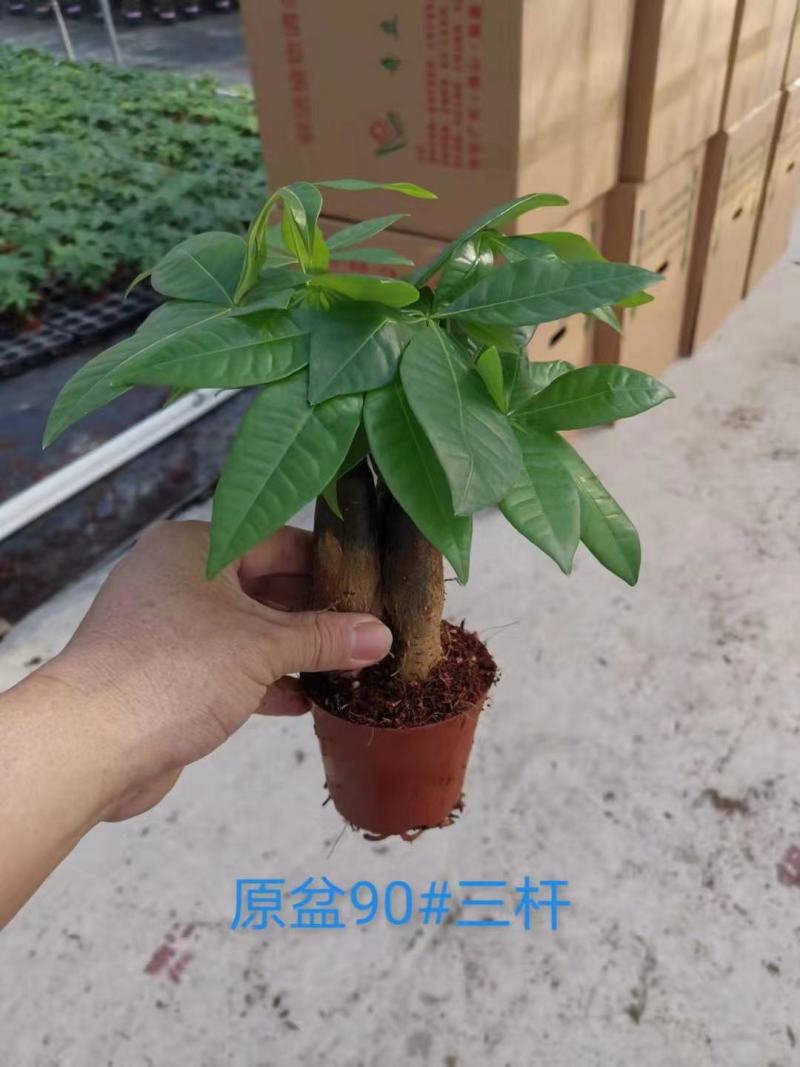 发财树单杆三杆六福辫子基地直发