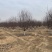 绚丽海棠精品苗规格10-15公分、北美海棠基地直供