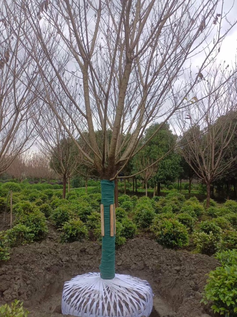 晚樱，成都郫县日本晚樱种植基地长年出售规格齐全