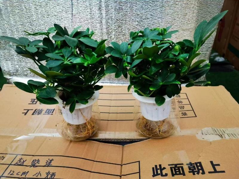 幸福树水培幸福树盆栽盆景基地直销