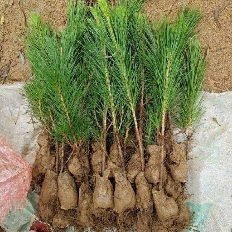 黑松迎客松盆景造型嫁接绿化花基地南方北方四季可种