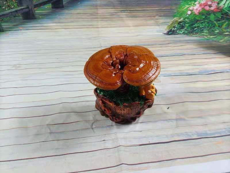 灵芝盆景，家庭摆件，办公室桌面摆件，易打理精致，