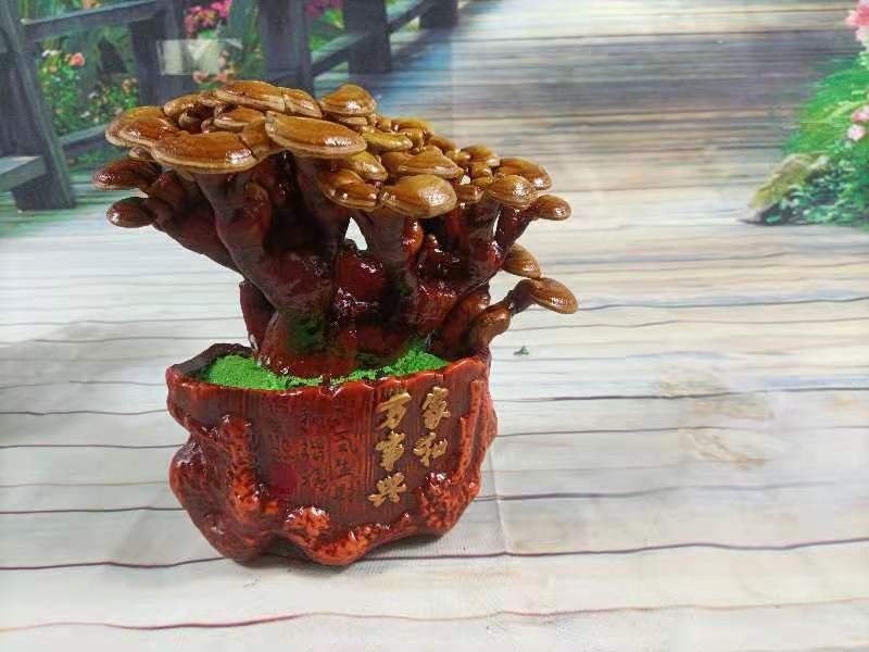 灵芝盆景，家庭摆件，办公室桌面摆件，易打理精致，