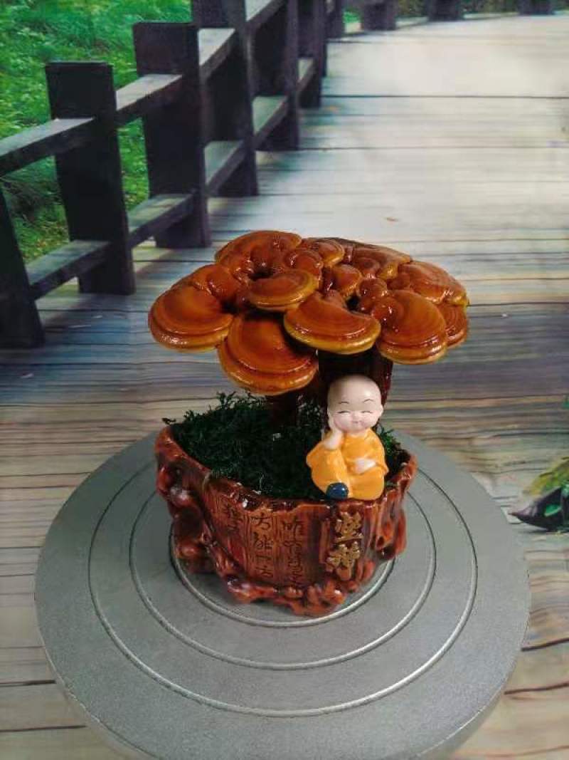 灵芝盆景，家庭摆件，办公室桌面摆件，易打理精致，