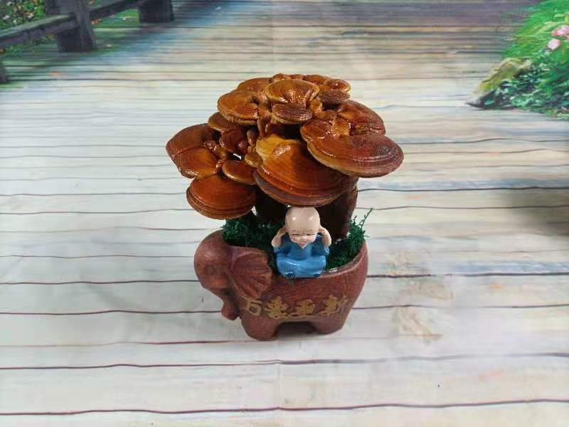 灵芝盆景，家庭摆件，办公室桌面摆件，易打理精致，