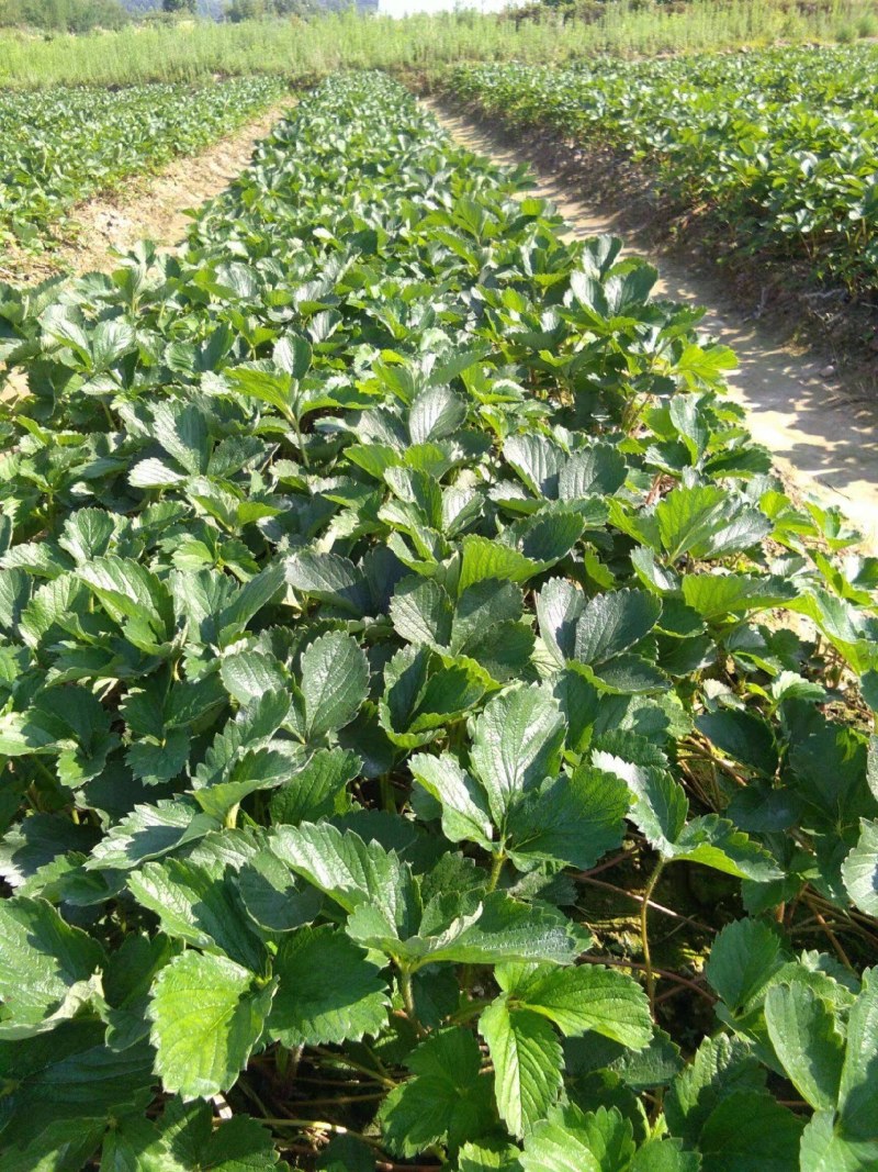 草莓苗穴盘苗，奶油草莓，草莓苗，脱毒种苗，妙七草莓苗
