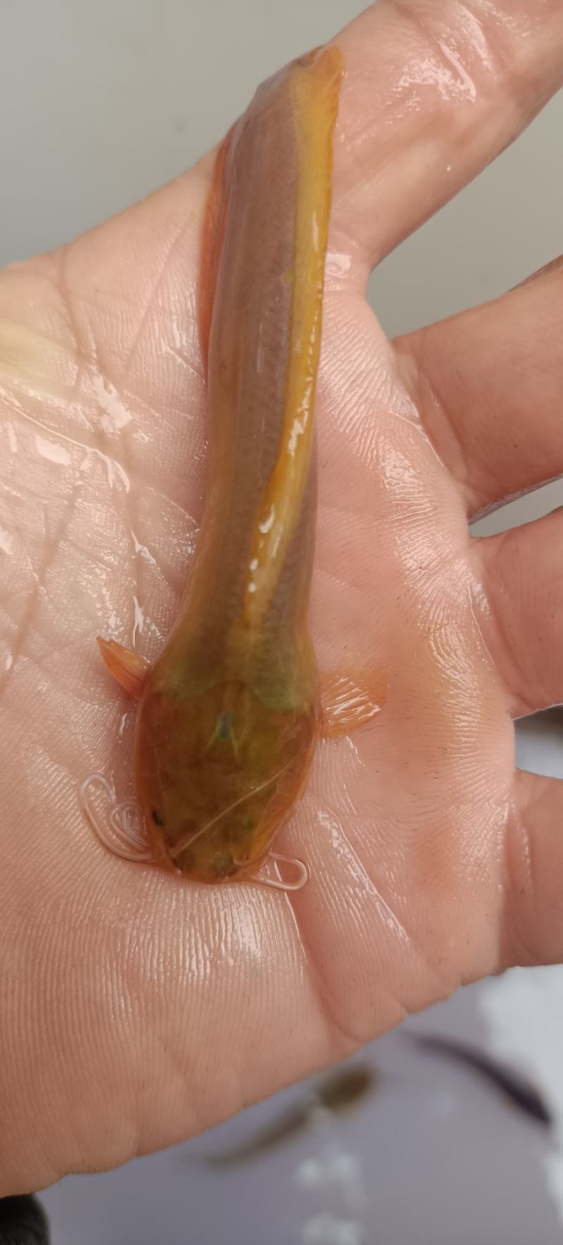 出售本地塘角鱼苗三黄塘角鱼苗，长年现货出售易养活好长大