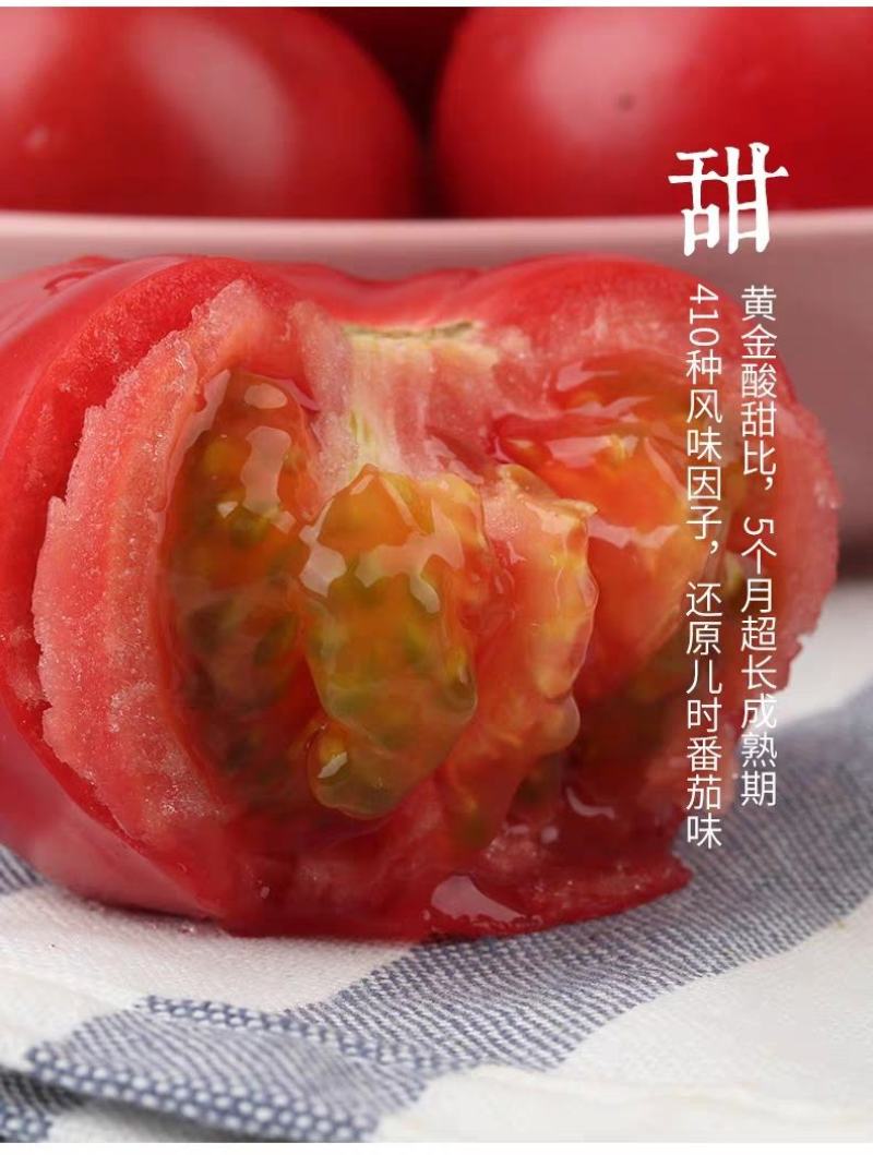 山东费县硬粉西红柿番茄大量上市电商合作