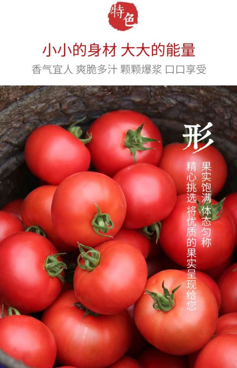 山东费县硬粉西红柿番茄大量上市电商合作