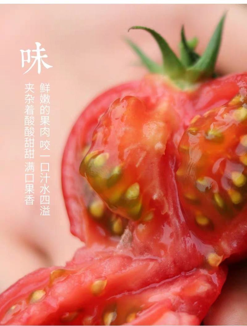 山东费县硬粉西红柿番茄大量上市电商合作