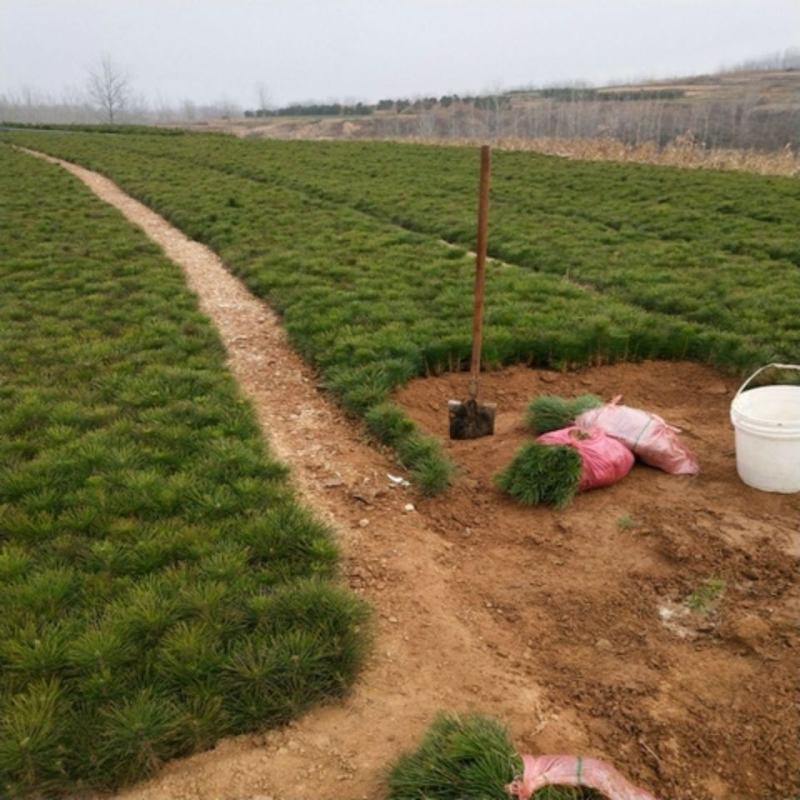 黑松.黑松苗.黑松小苗.黑松造型.黑松树批发