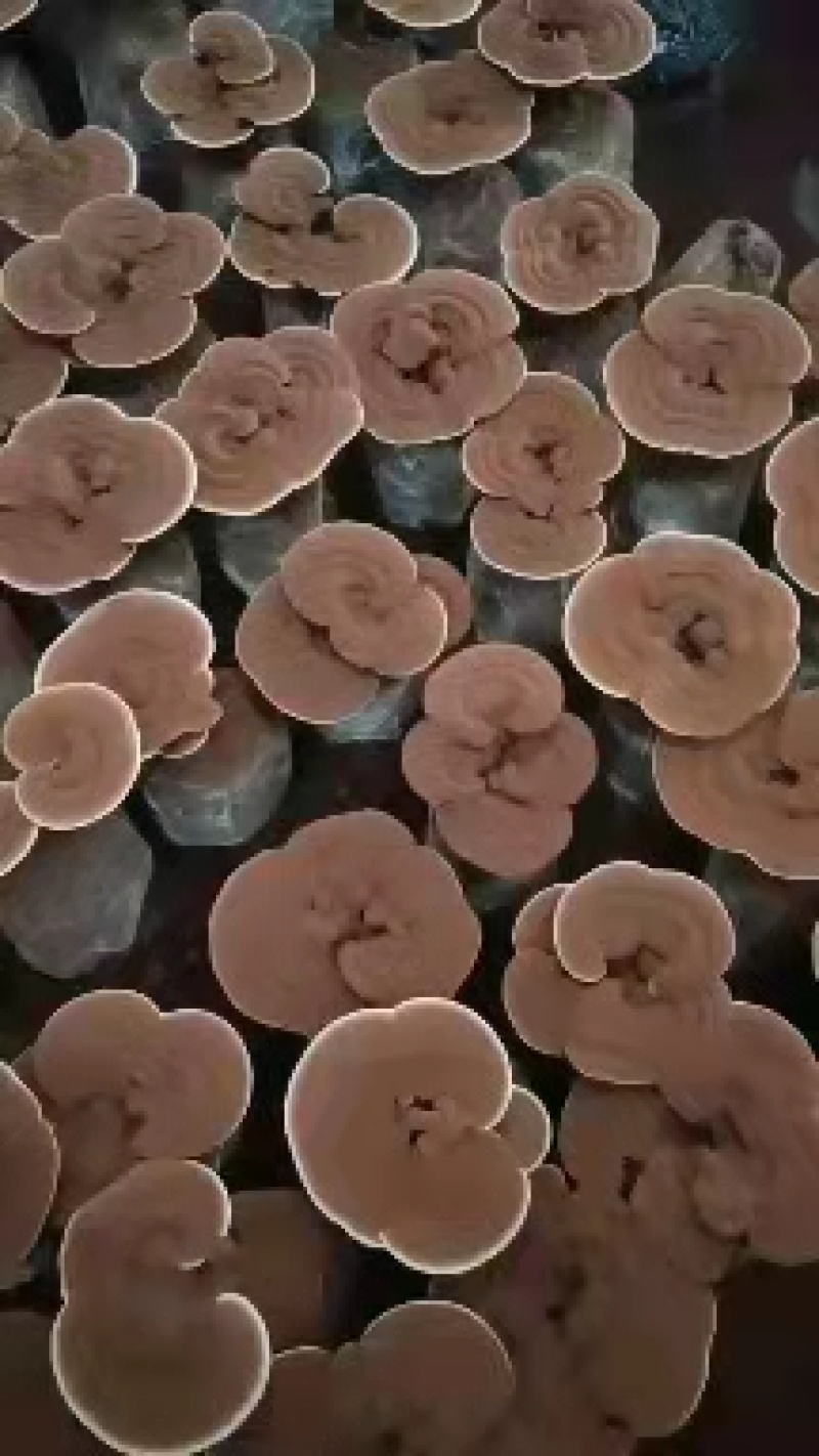 灵芝盆景，活体灵芝，金边灵芝，可观赏可食用，可做灵芝盆景