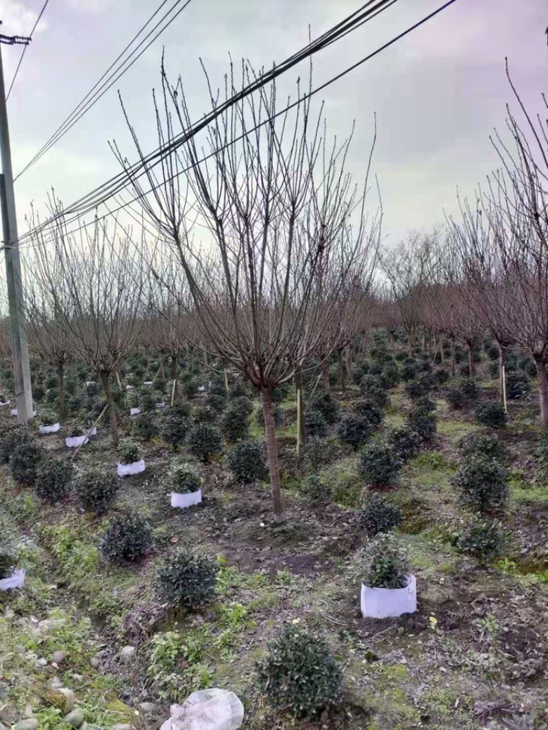 晚樱，成都郫县日本晚樱种植基地长年出售规格齐全