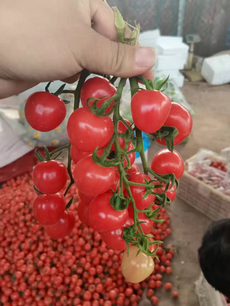 千禧圣女果，贝贝圣女果产地大量直供商超，市场